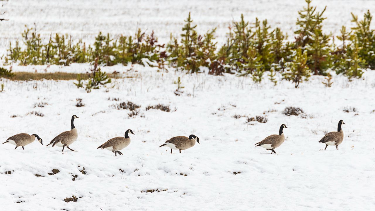 Barnaclas canadienses