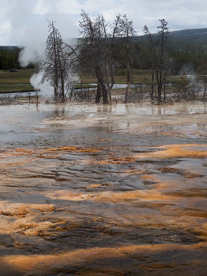 Porcelain, en Norris Geyser Basin.