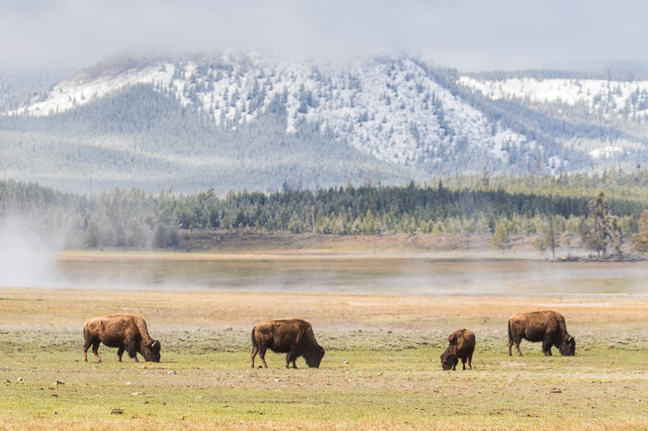 Bisontes, montañas, fumarolas...