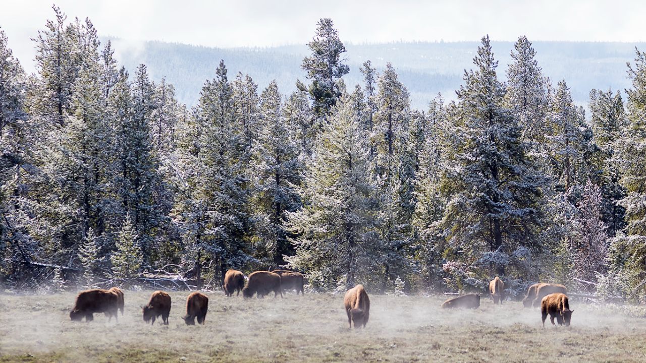 El parque cuenta con gran número de bisontes