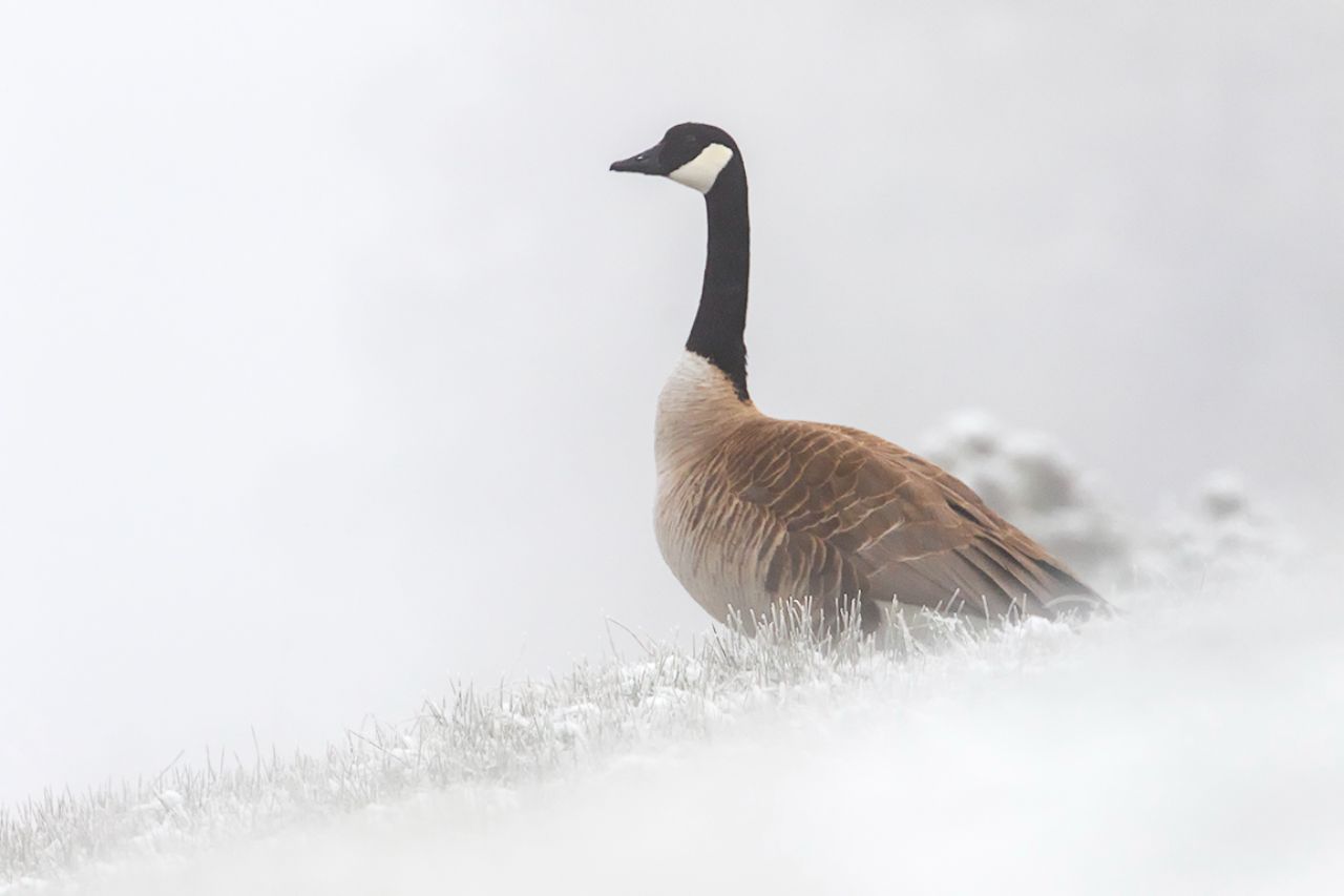 También las barnaclas canadienses son abundantes