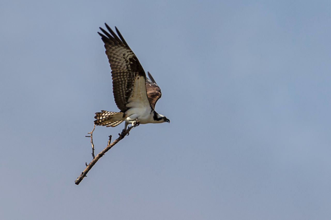 Se emplea a tope para construir su nido