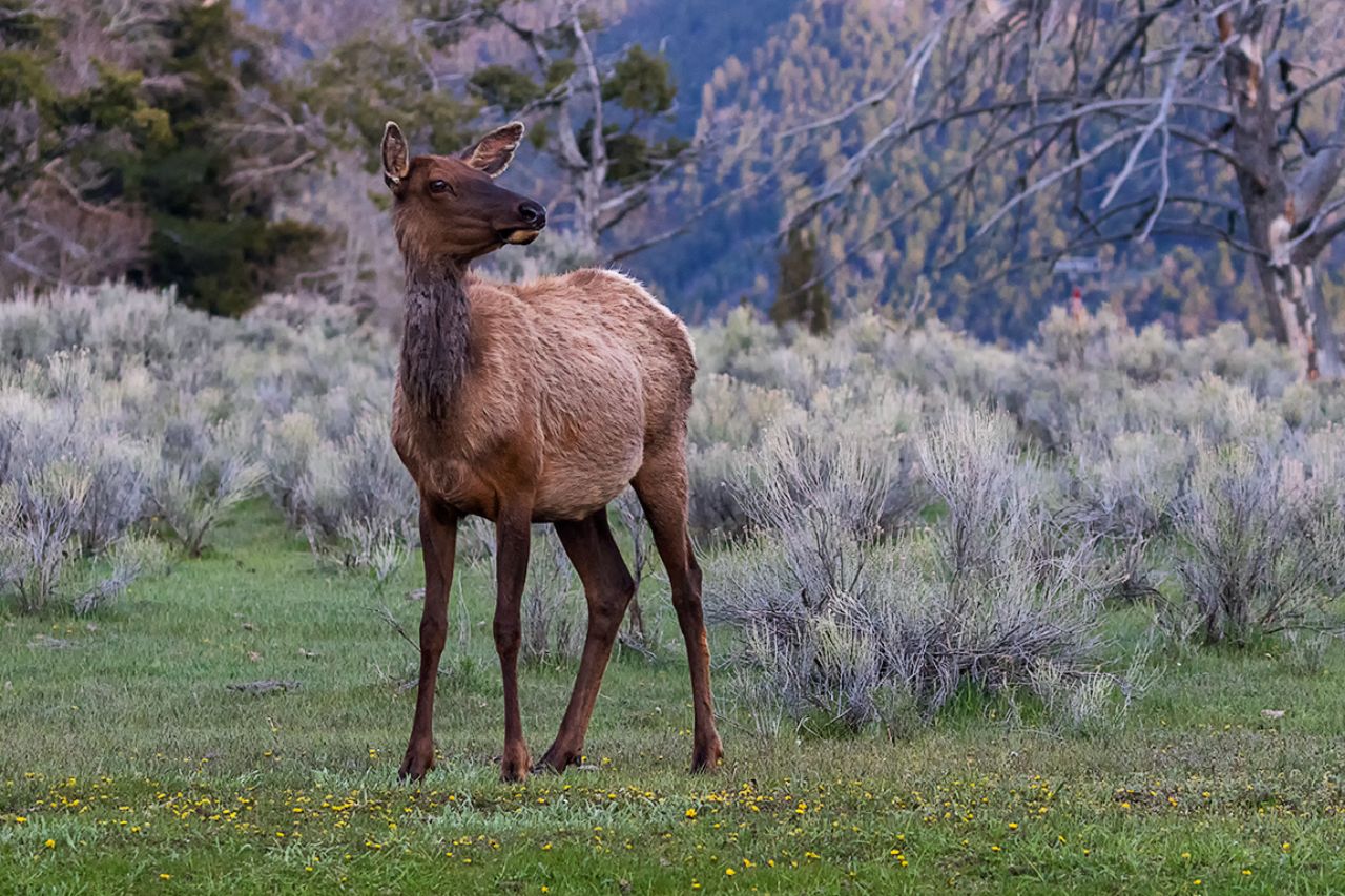 Elk