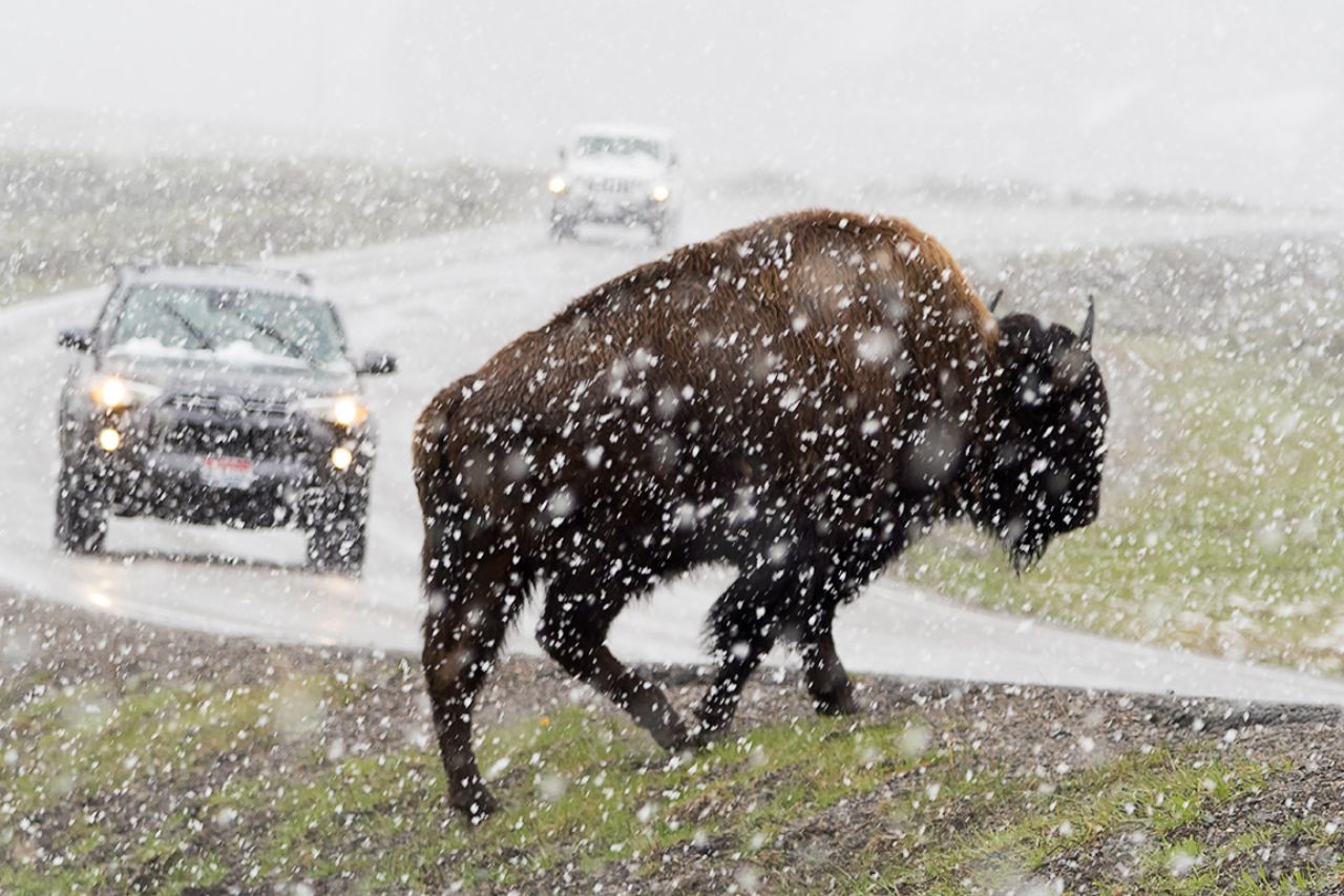 Ni se inmutan con los coches