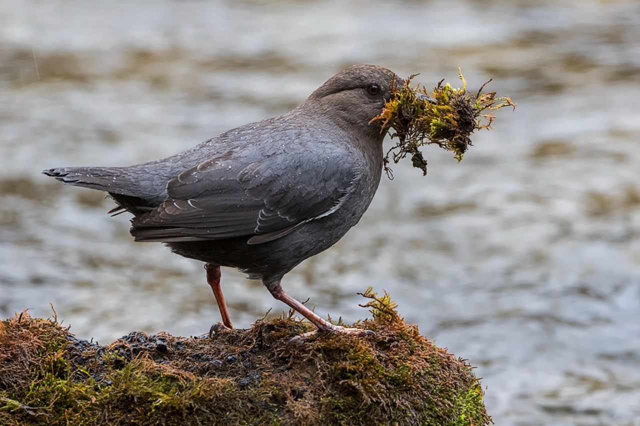 Mirlo acuático americano
