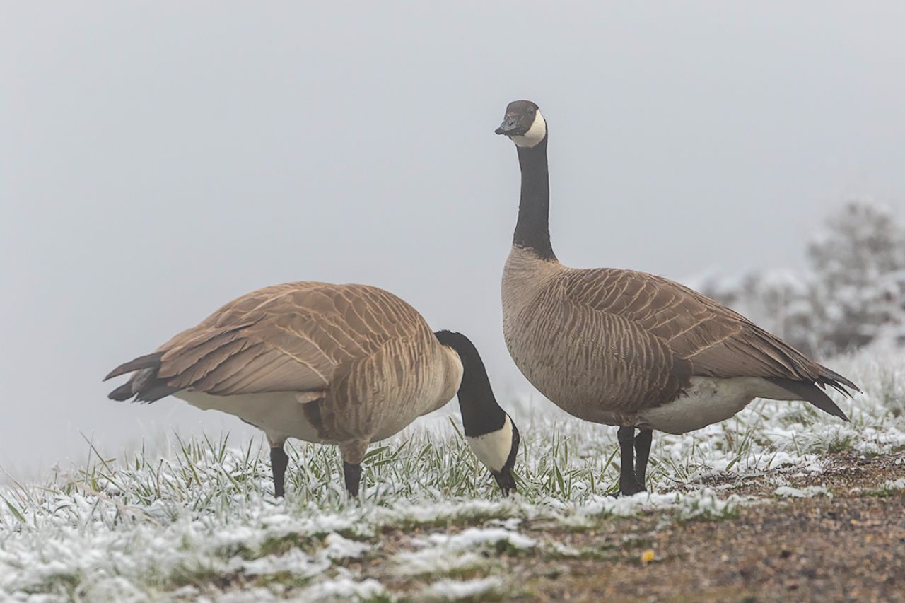 Barnaclas canadienses