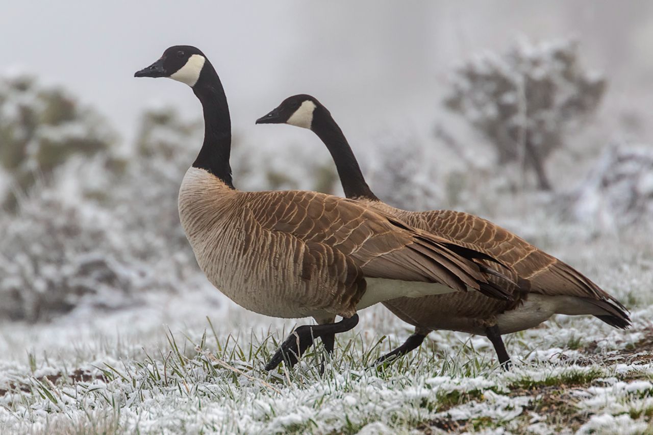 Barnaclas canadienses