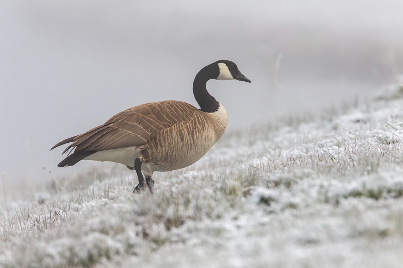 Barnaclas canadienses
