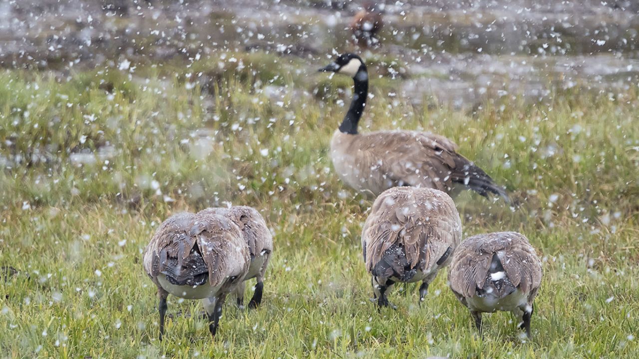 Barnaclas canadienses