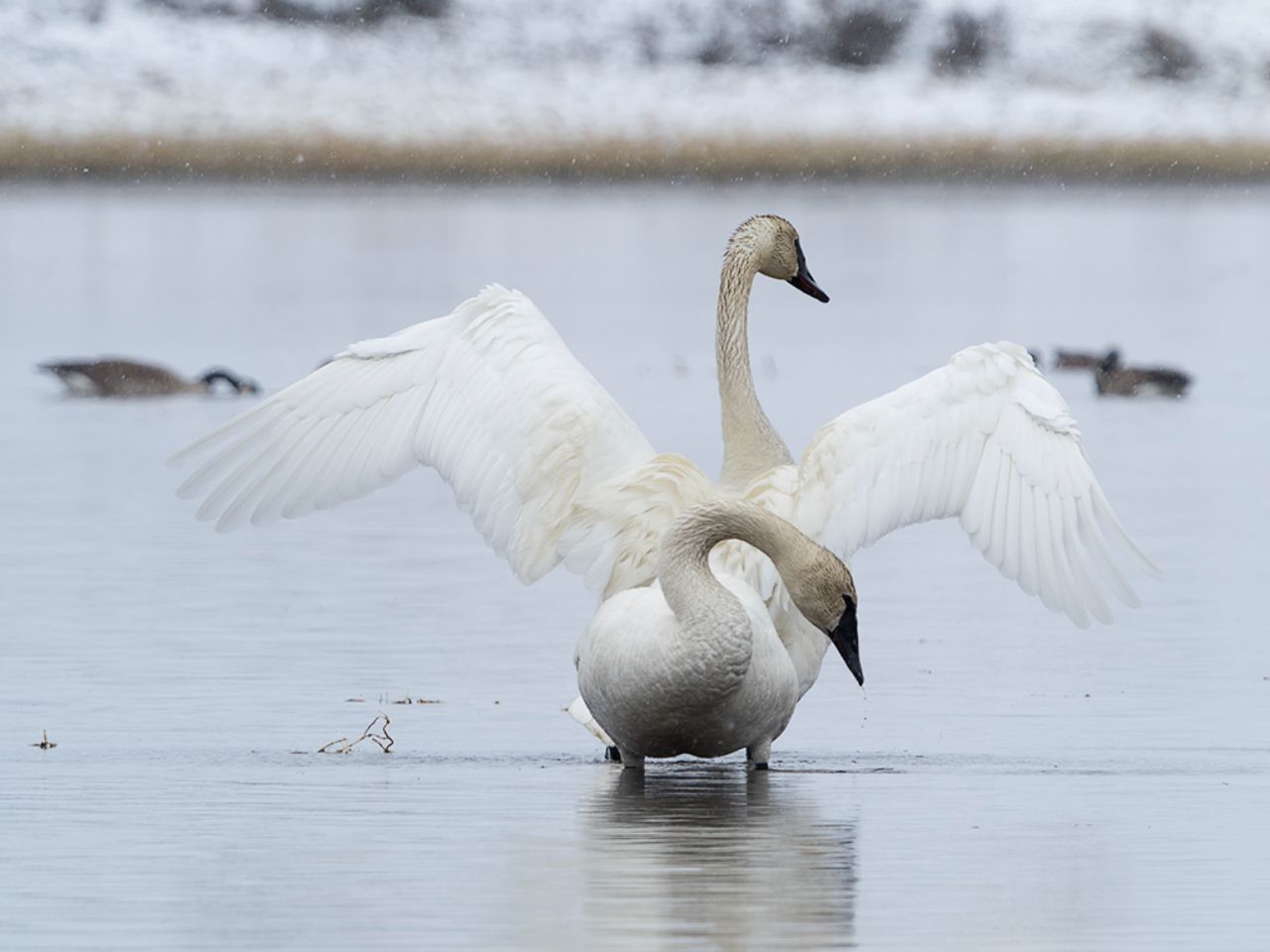 Cisnes trompeteros