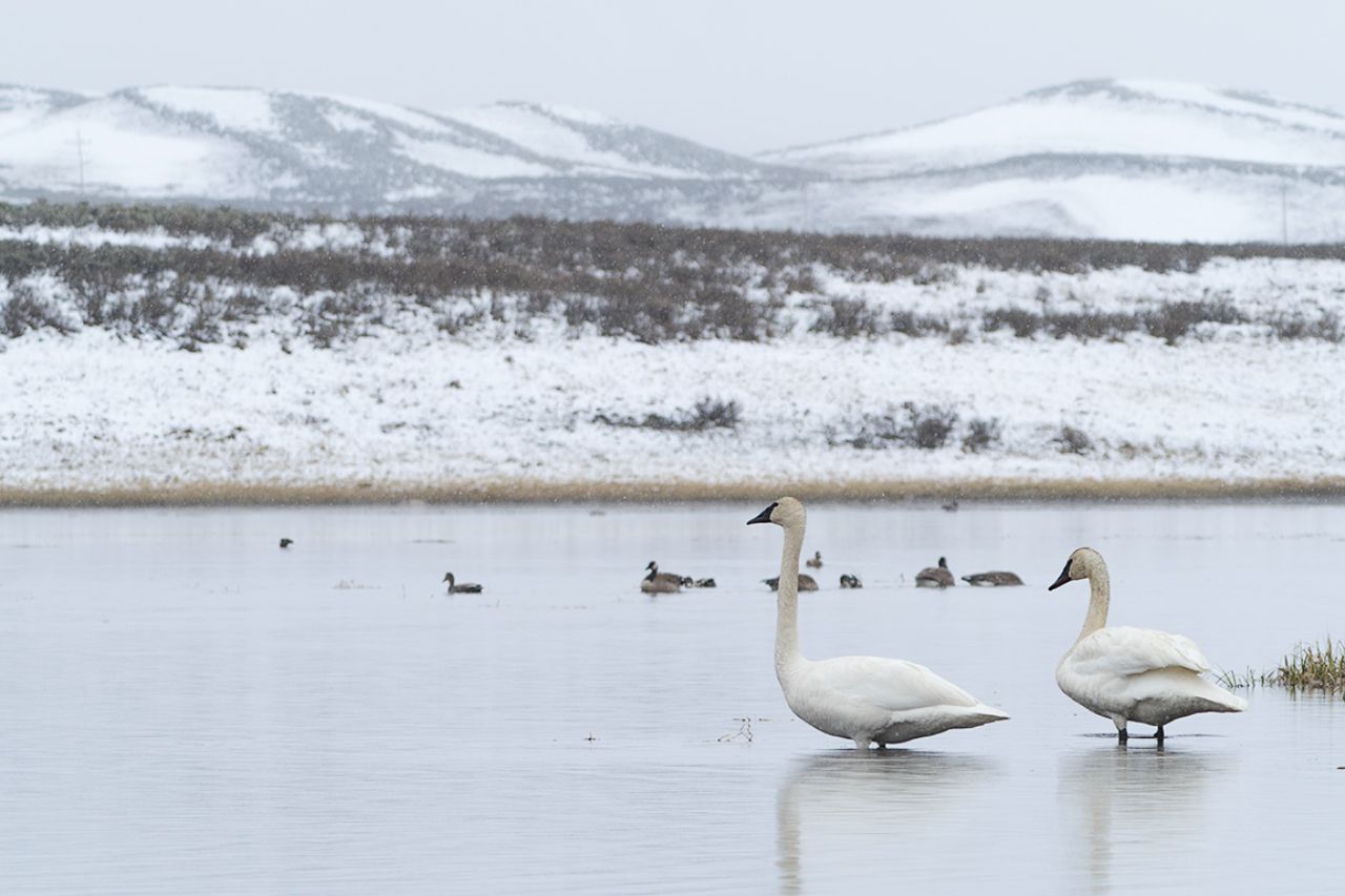 El ambiente del lago