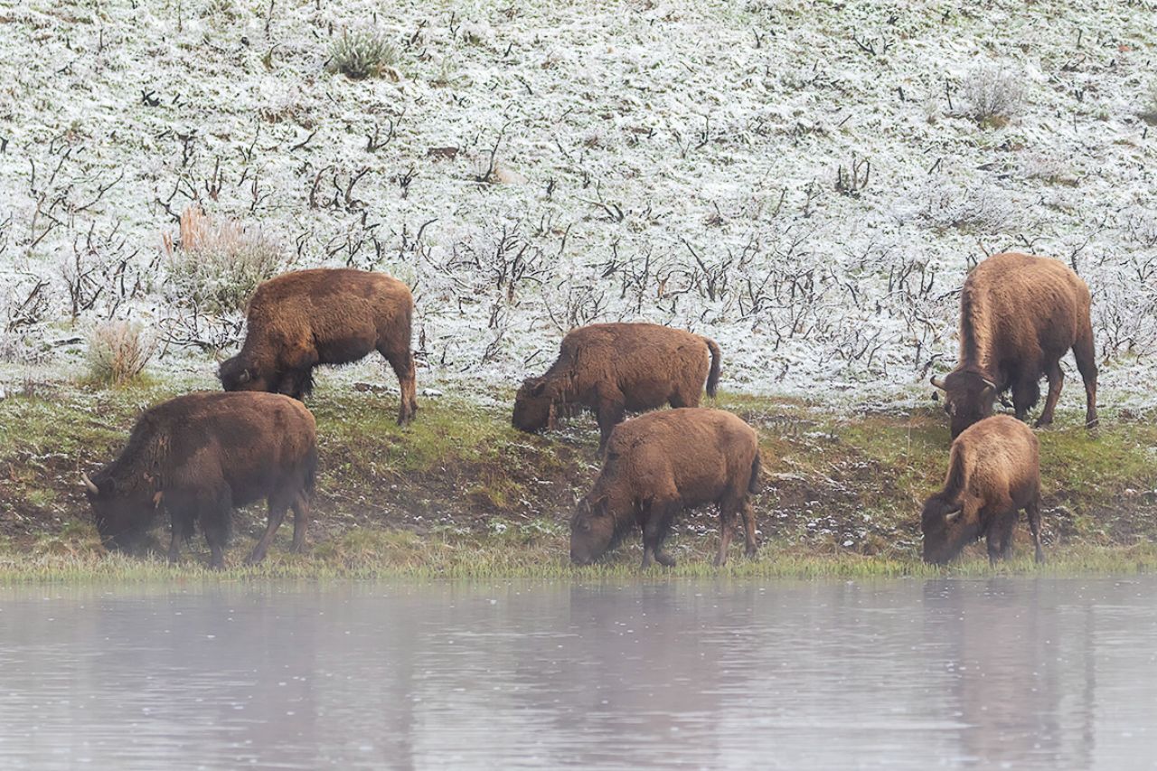 Bisontes en el río Madison