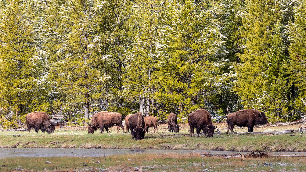 Bisontes en el río Madison