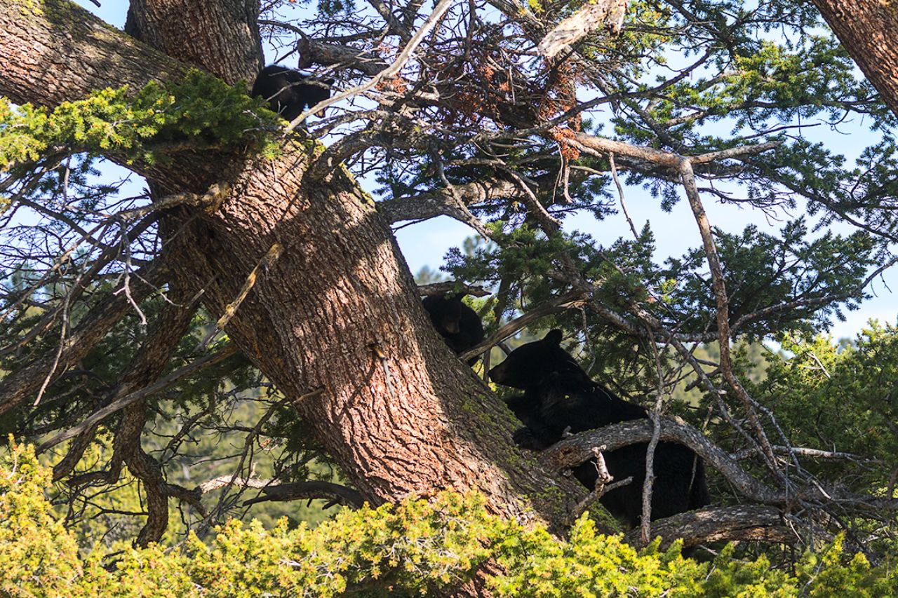 La osa negra y sus oseznos
