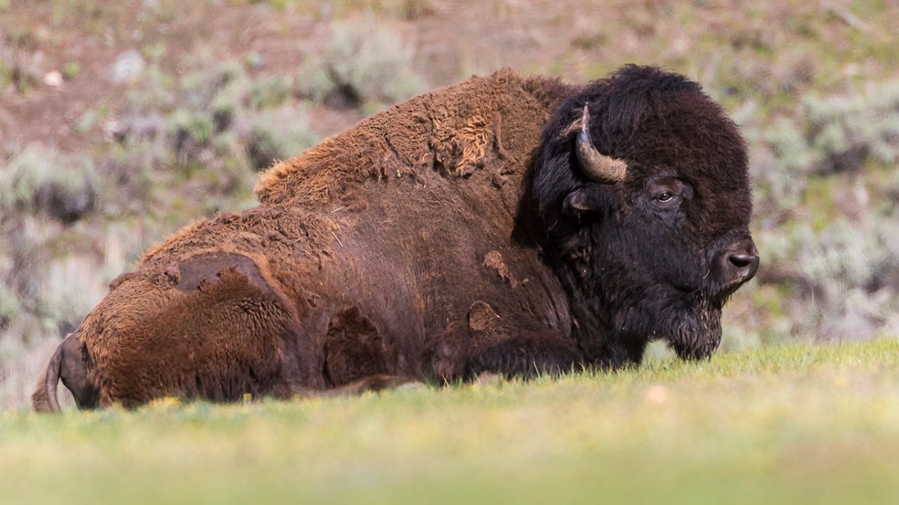 Bisonte