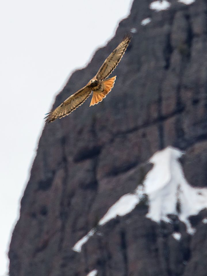 Halcón de cola roja