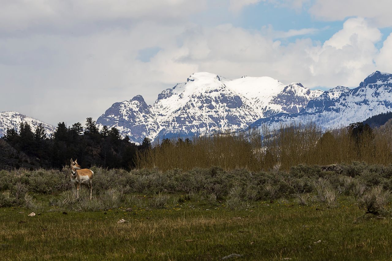 Paisaje con berrendo