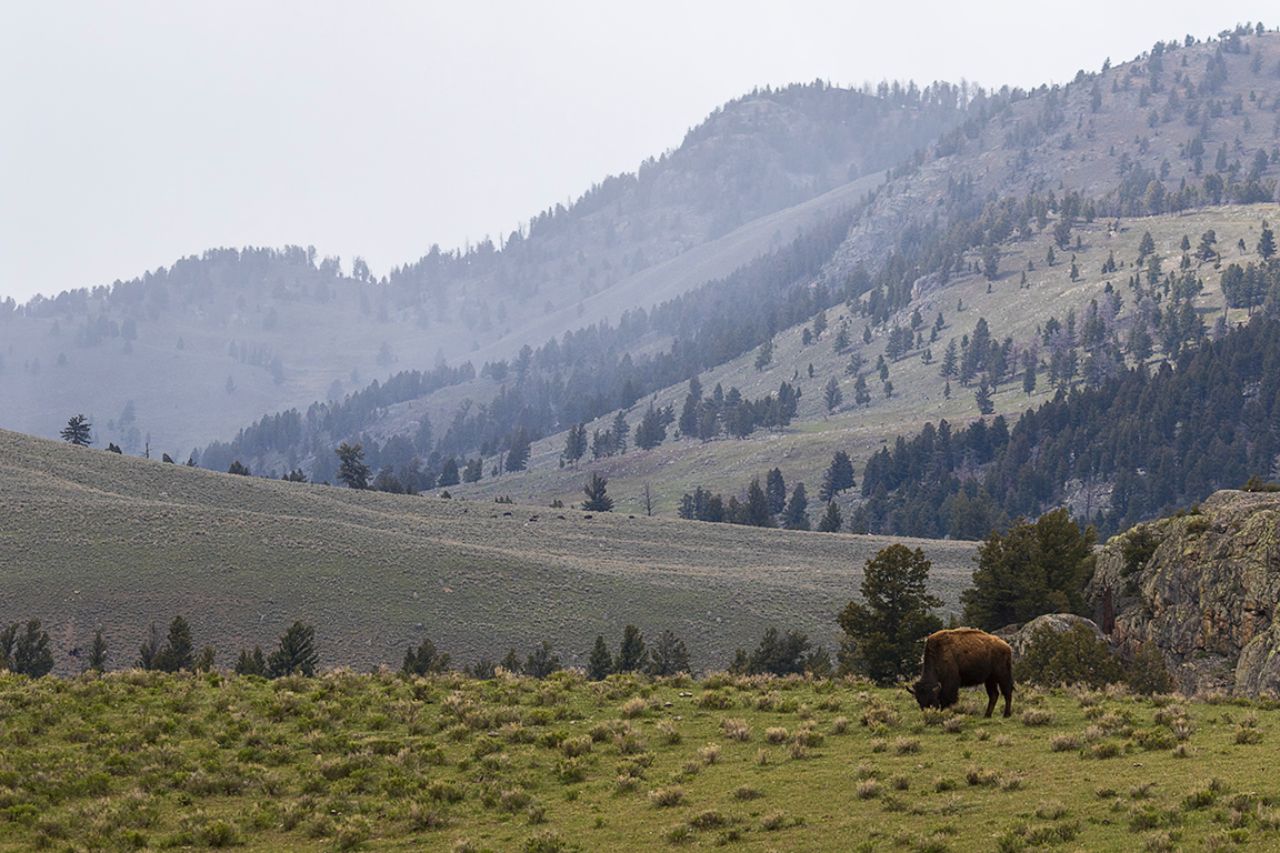 Paisaje con bisonte