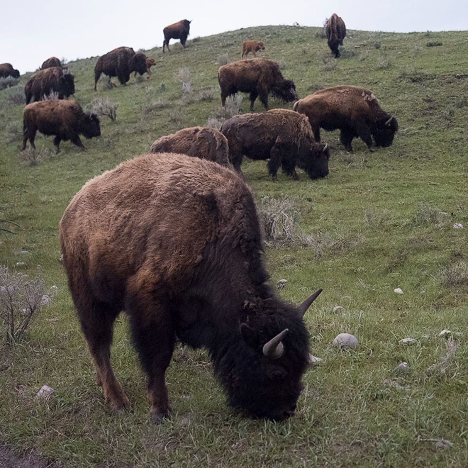 Bisontes