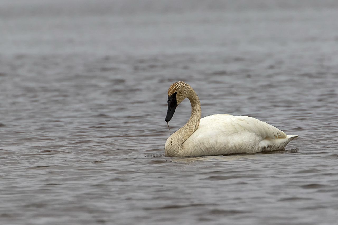 Cisne trompetero