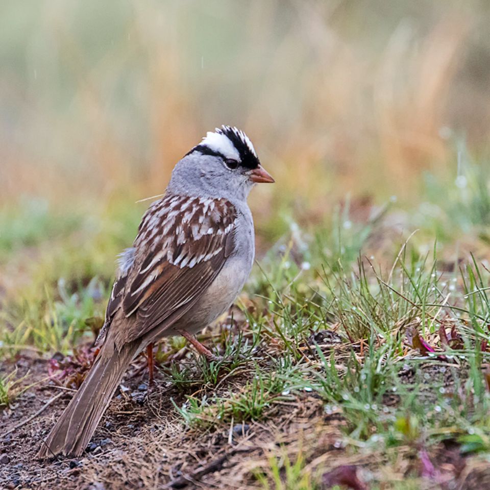 Gorrión corona blanca