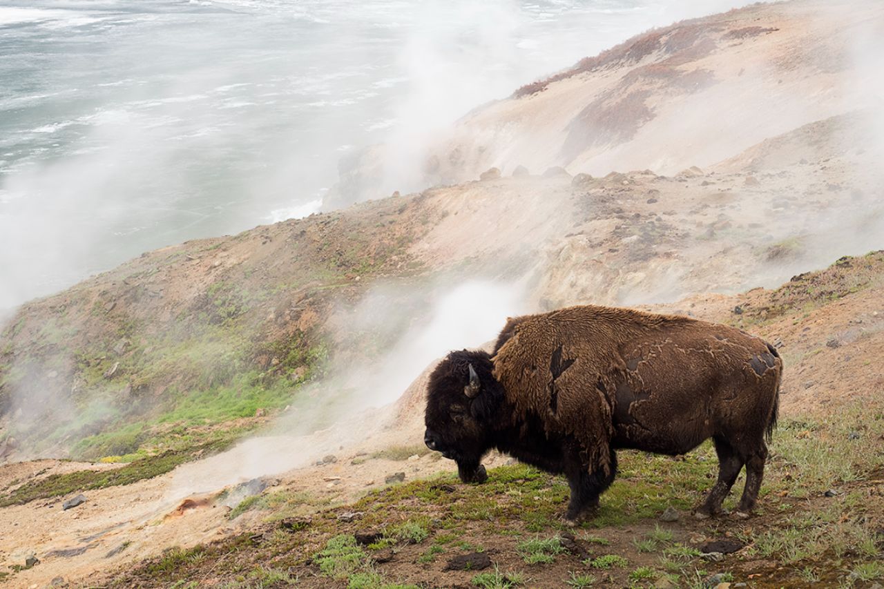 Bisonte y fumarolas