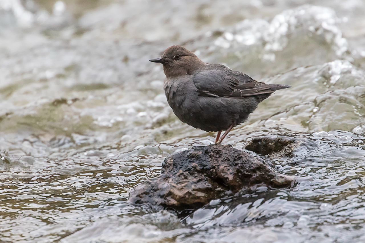 Mirlo acuático americano