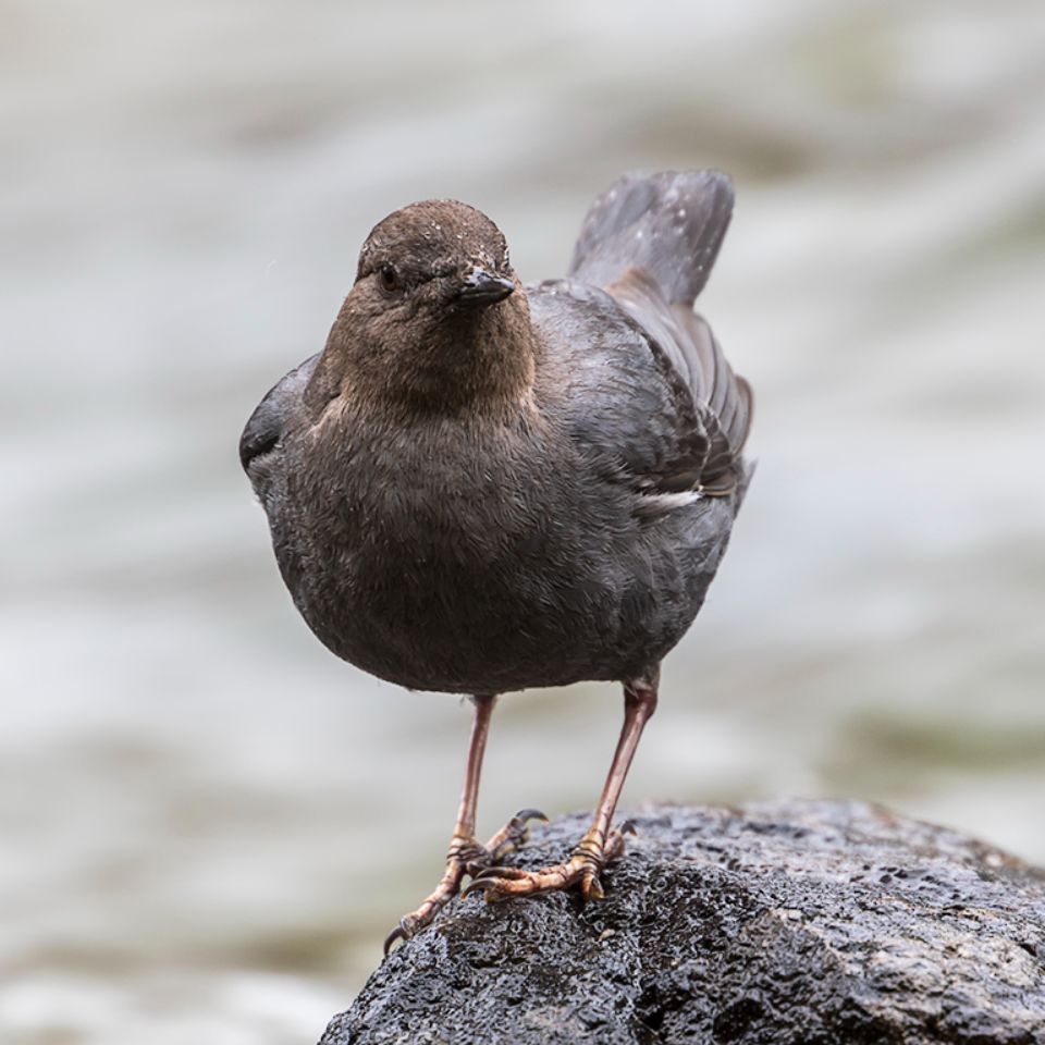 Mirlo acuático americano