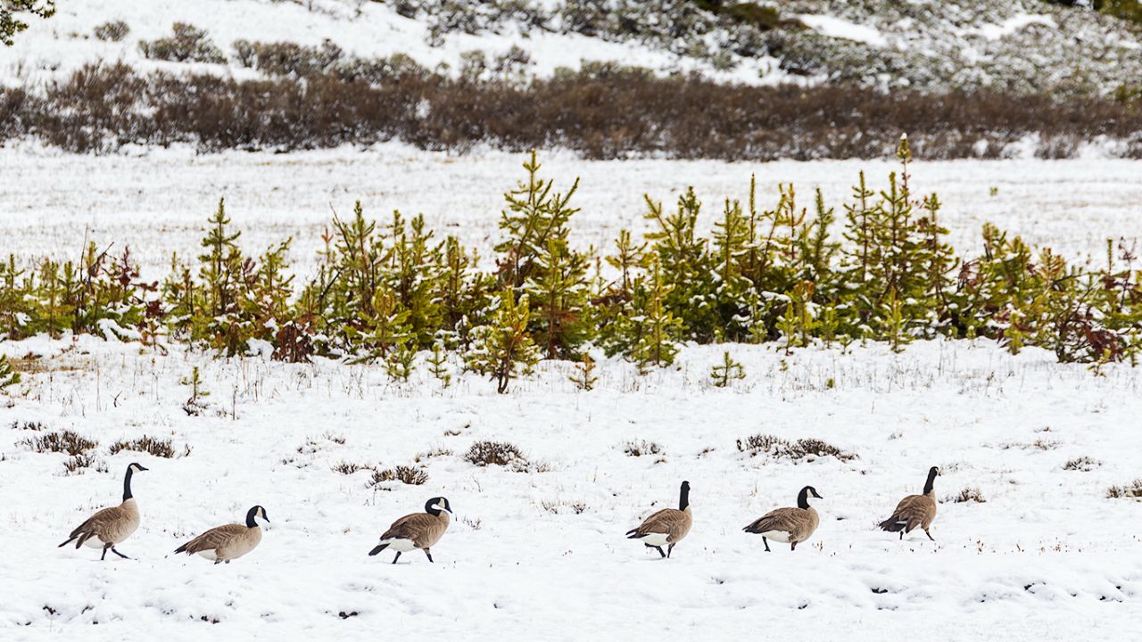 Barnaclas canadienses