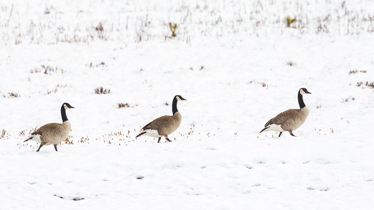 Barnaclas canadienses