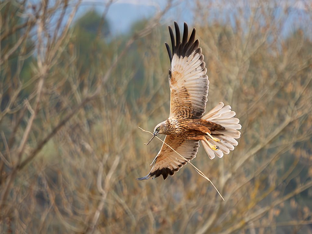 Aguilucho lagunero