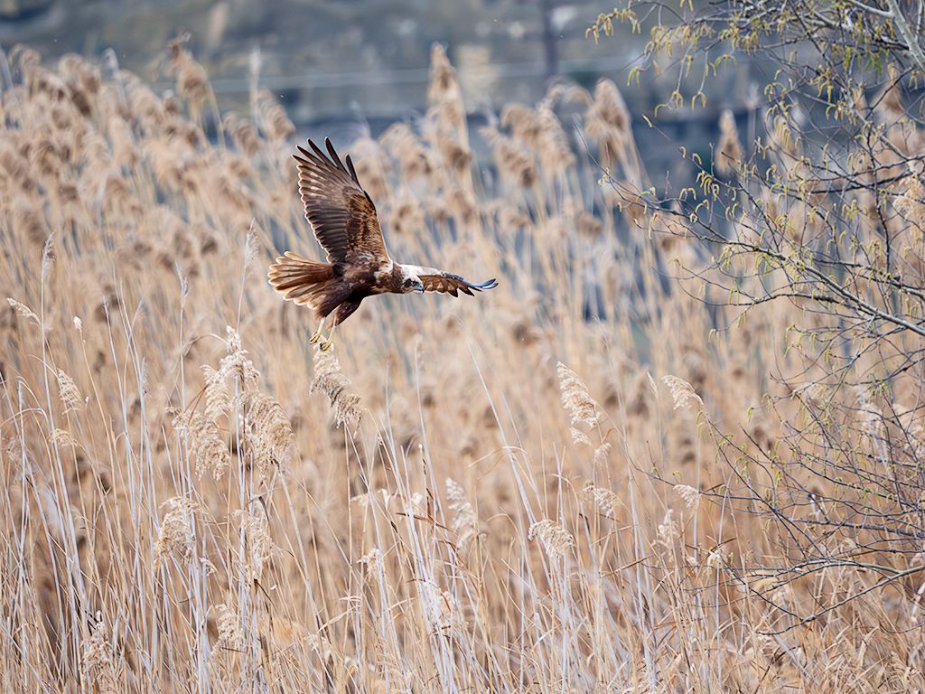 Aguilucho lagunero