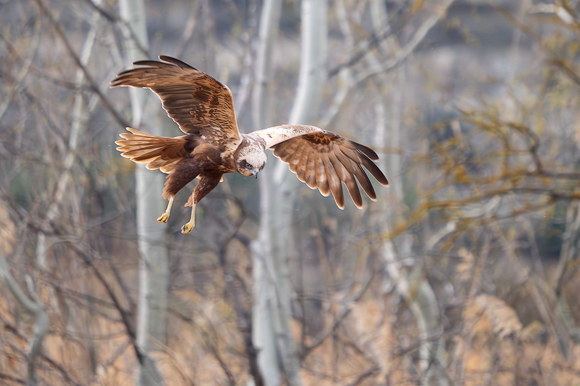 Aguilucho lagunero