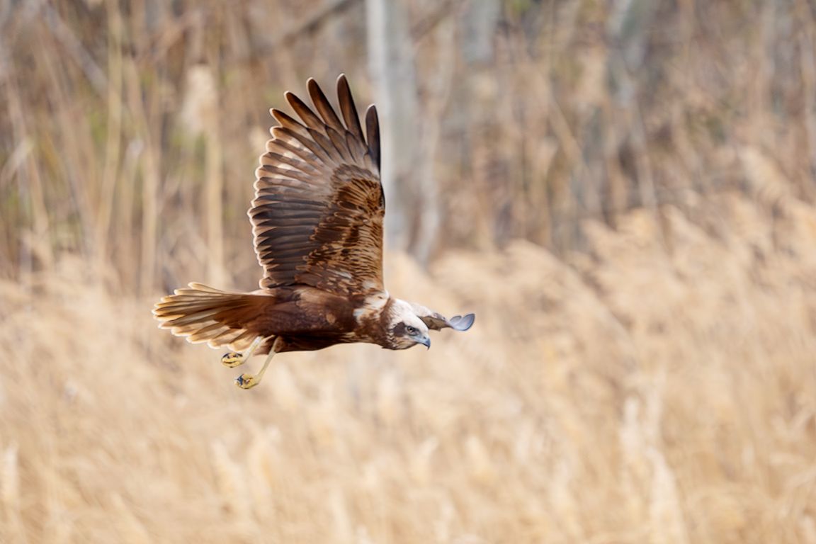 Aguilucho lagunero