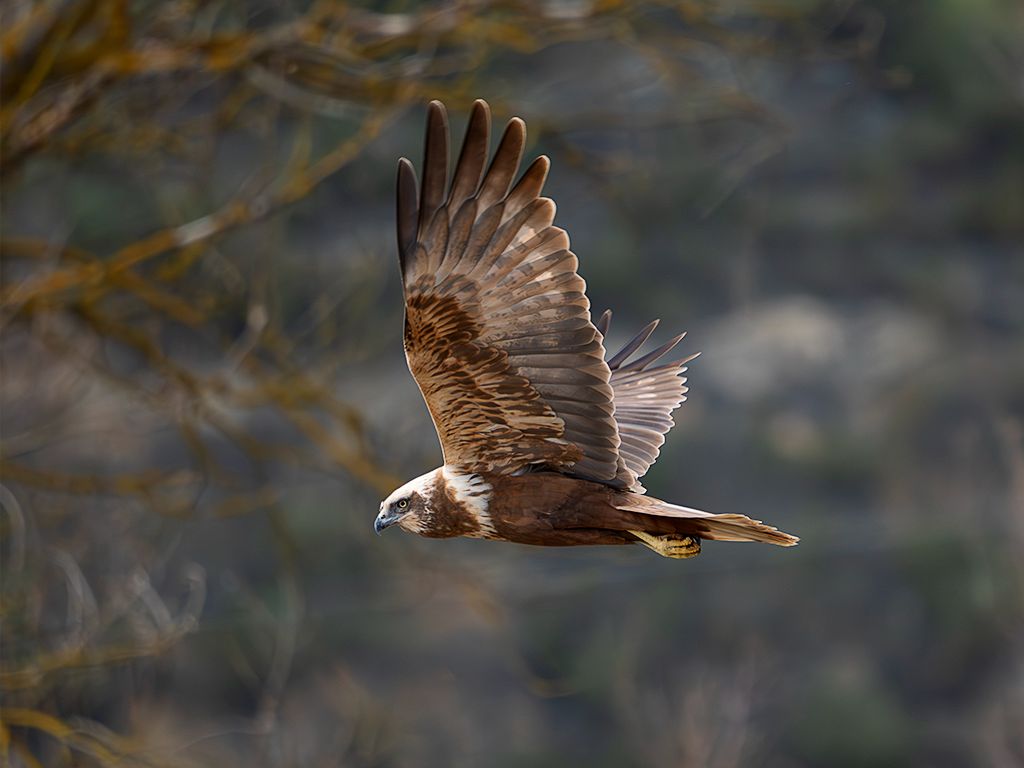 Aguilucho lagunero
