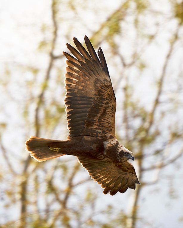 Aguilucho lagunero