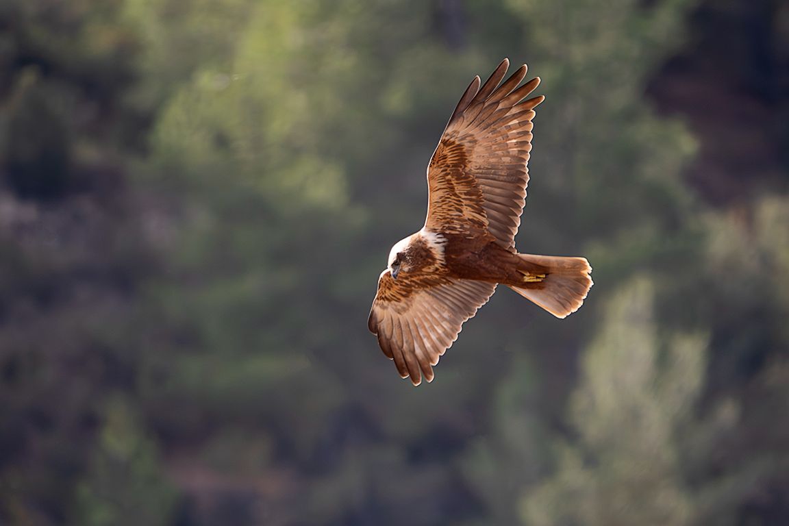 Aguilucho lagunero