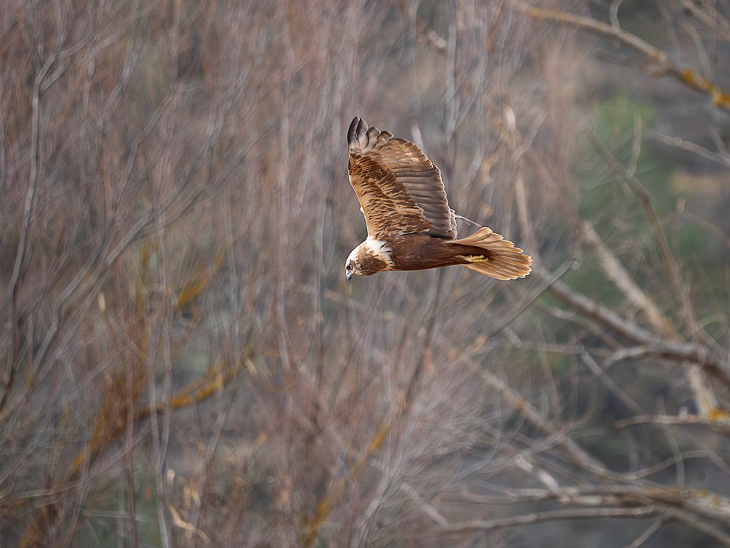 Aguilucho lagunero