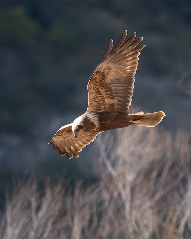 Aguilucho lagunero