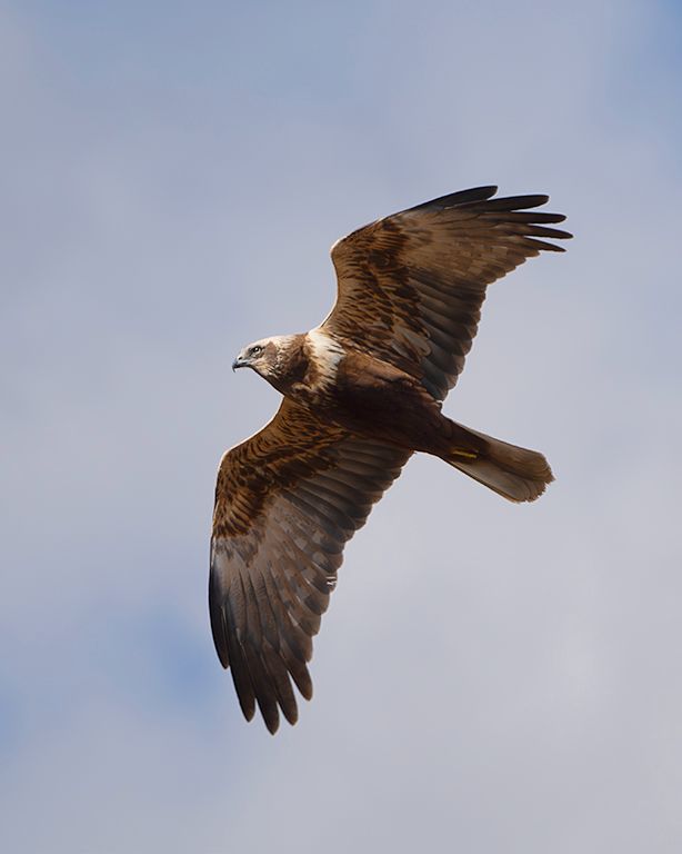 Aguilucho lagunero