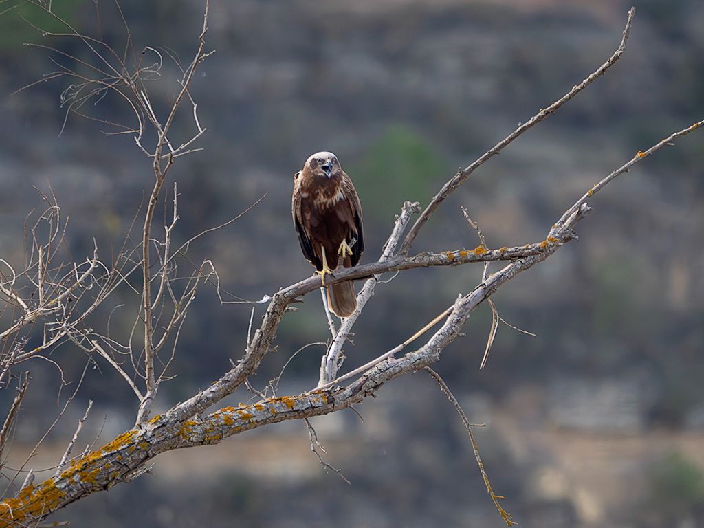 Aguilucho lagunero