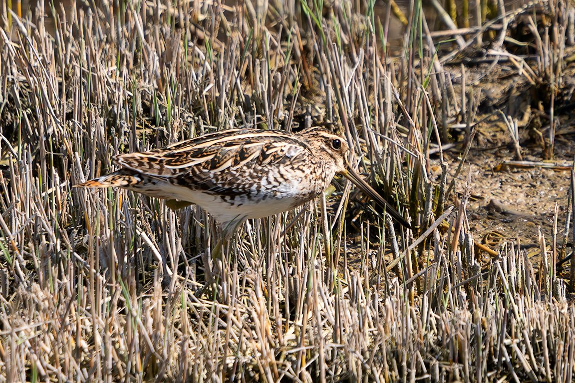 Agachadiza