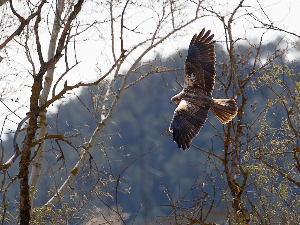 Aguilucho lagunero