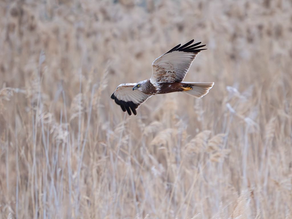 Aguilucho lagunero