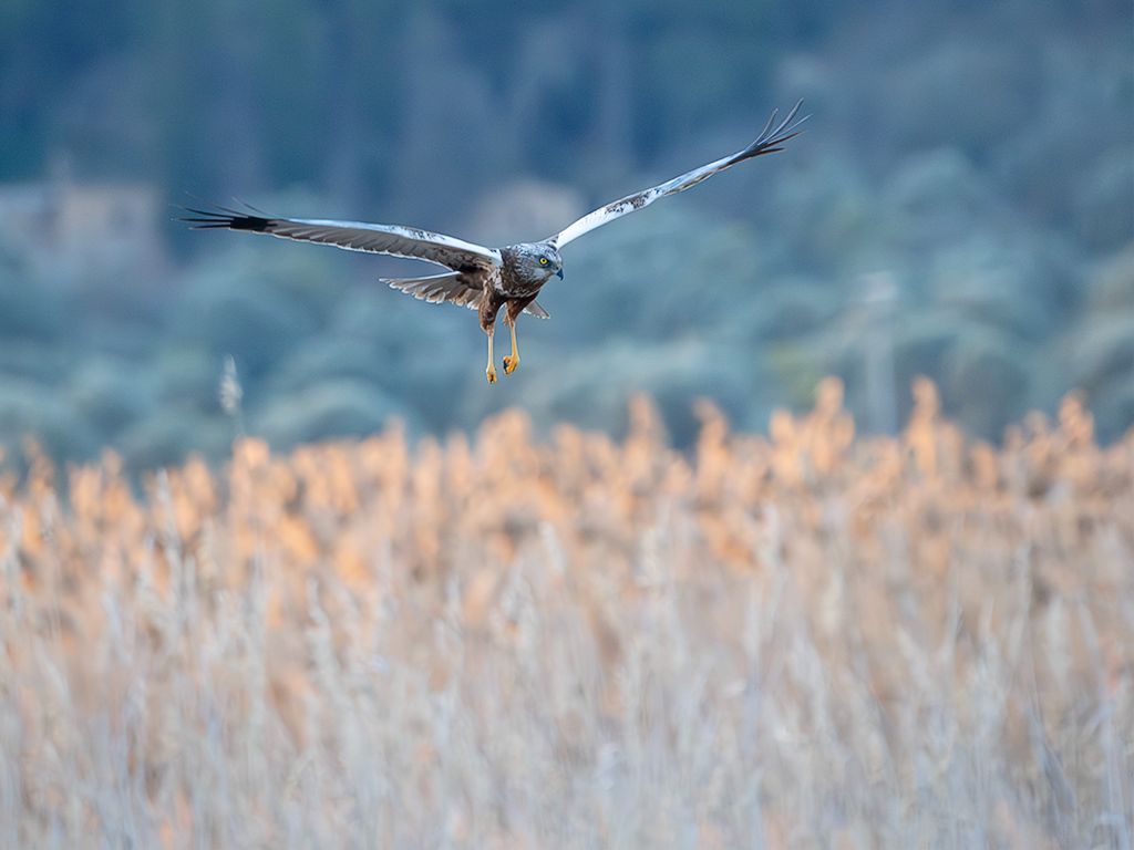 Aguilucho lagunero