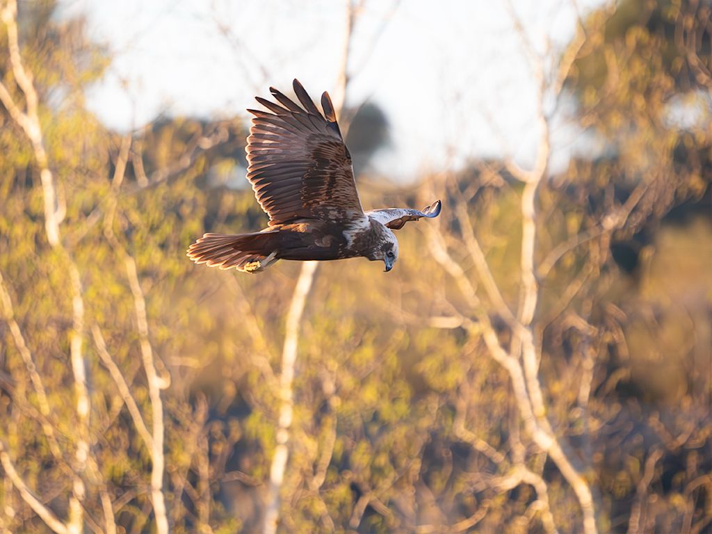 Aguilucho lagunero