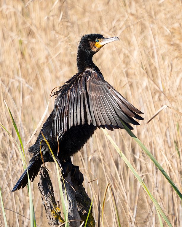 Cormorán