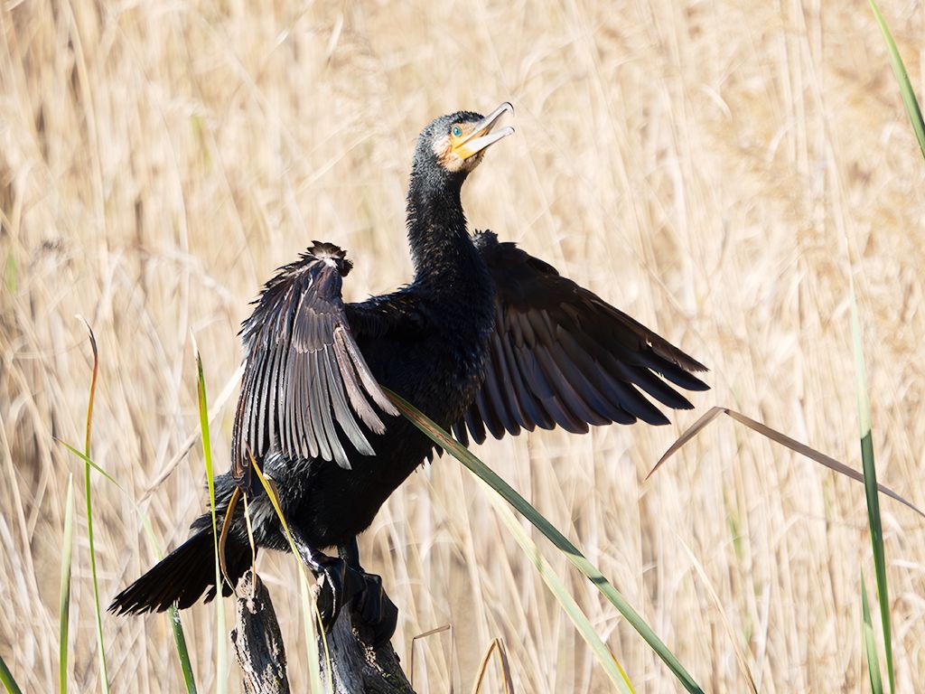 Cormorán