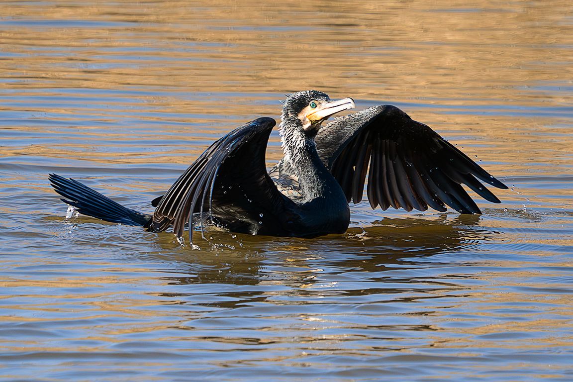 Cormorán