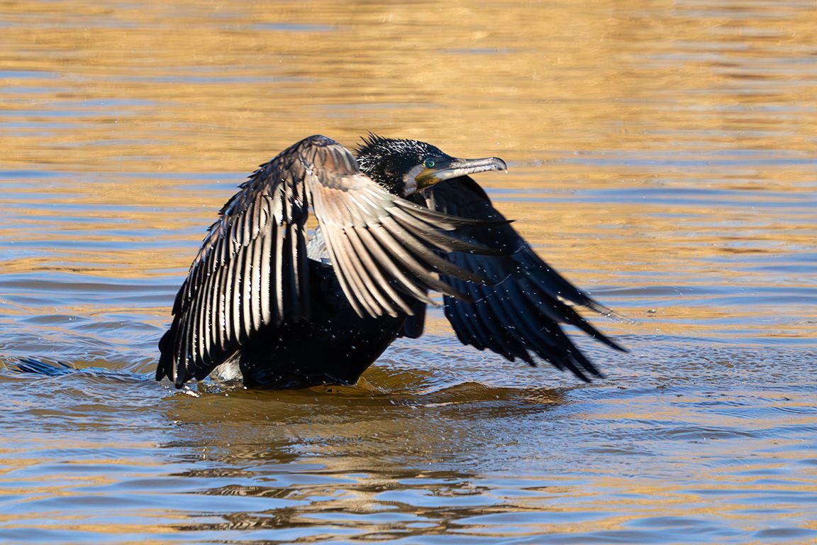 Cormorán
